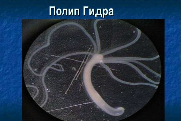 Кракен клир